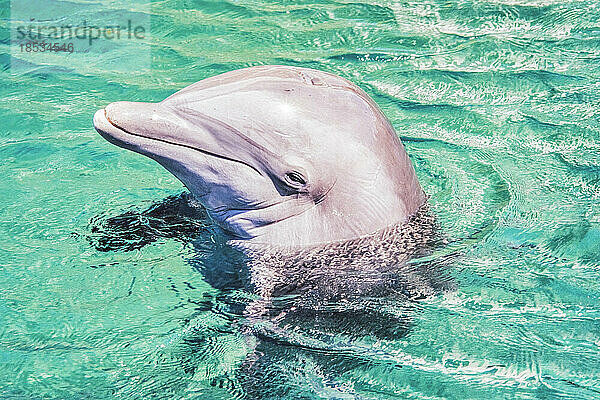 Porträt eines Großen Tümmlers (Tursiops truncatus) im türkisfarbenen Meerwasser; Honolulu  Oahu  Hawaii  Vereinigte Staaten von Amerika