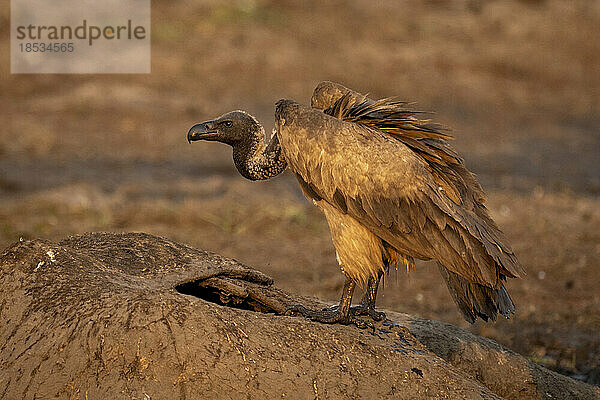 Weißrückengeier (Gyps africanus) im Profil auf einem Giraffenkadaver im Chobe-Nationalpark; Chobe  Botsuana