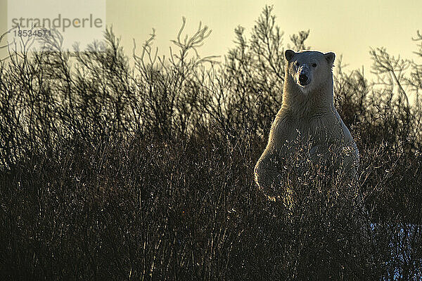 Eisbär (Ursus maritimus) im Licht des Sonnenuntergangs im Gebüsch stehend; Churchill  Manitoba  Kanada