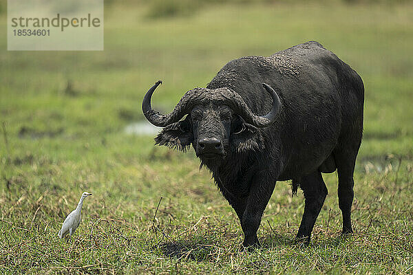 Männlicher Kaffernbüffel (Syncerus caffer) steht am grasbewachsenen Flussufer im Chobe-Nationalpark; Chobe  Botsuana