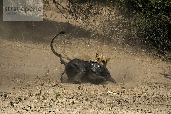 Löwin (Panthera leo) erlegt Baby-Buschelefant (Loxodonta africana) im Chobe-Nationalpark; Chobe  Botsuana