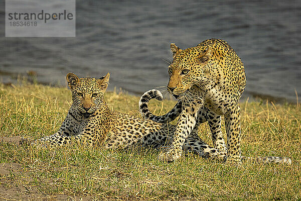 Weiblicher Leopard (Panthera pardus) klettert über ein am Flussufer liegendes Jungtier im Chobe-Nationalpark; Chobe  Botswana