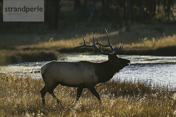 Amerikanischer Elch (Cervus canadensis) oder Wapiti  der entlang des Madison River im Yellowstone National Park spaziert; Vereinigte Staaten von Amerika