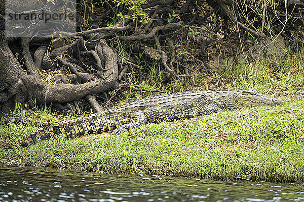Nilkrokodil (Crocodylus niloticus) liegt am grasbewachsenen Flussufer und schläft im Chobe-Nationalpark; Chobe  Botsuana
