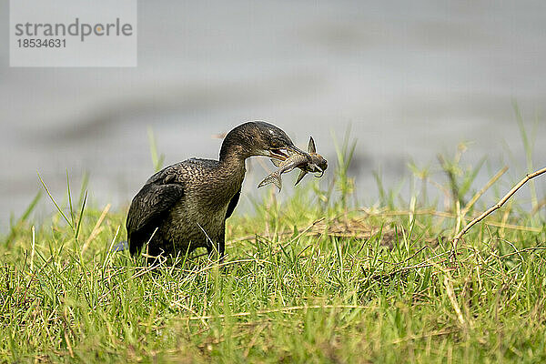 Schilfkormoran (Microcarbo africanus) auf Gras am Flussufer hält Fisch im Chobe-Nationalpark; Chobe  Botswana