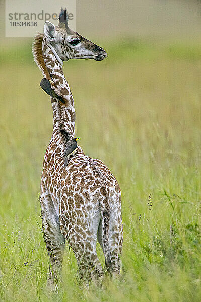 Junge Giraffe (Giraffa camelopardali) mit Rotschnabel-Madenhacker (Buphagus erythrorynchus) auf dem Rücken im Masai Mara Game Reserve; Kenia