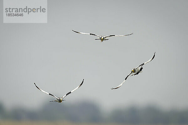 Drei Weißscheitelkiebitze (Vanellus albiceps) fliegen durch den blauen Himmel im Chobe-Nationalpark; Chobe  Botsuana