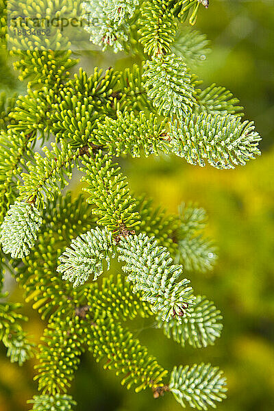 Nahaufnahme der Nadeln einer Rotfichte (Picea rubens) auf dem Hurricane Mountain im Adirondack Park; New York  Vereinigte Staaten von Amerika