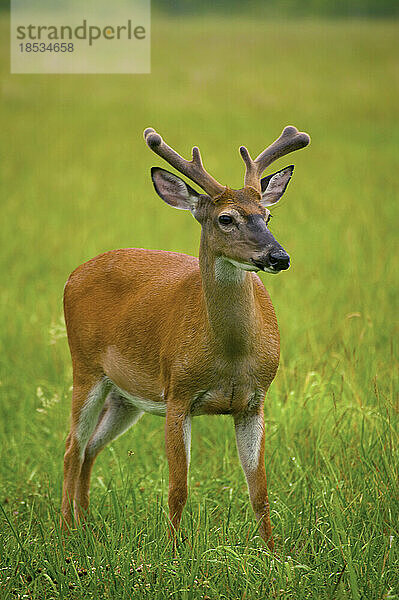 Weißwedelhirsch (Odocoileus virginianus) in Cades Cove  Great Smoky Mountains National Park  Tennessee  USA; Tennessee  Vereinigte Staaten von Amerika