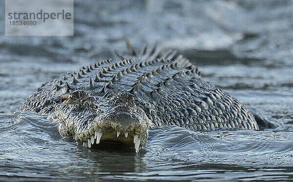 Nahaufnahme eines Salzwasserkrokodils (Crocodylus porosus) mit seinen Zähnen im Hunter River  Westaustralien; Kimberley-Region  Australien