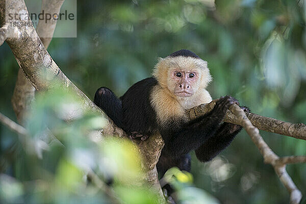 Nahaufnahme eines Weißkehl-Kapuzineräffchens (Cebus capucinus) auf einem Baum sitzend  Manuel Antonio National Park  Costa Rica; Costa Rica