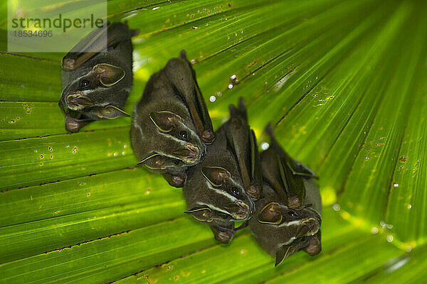 Zeltfledermäuse (Uroderma bilobatum) teilen sich einen Platz auf einem riesigen Blatt in einem Botanischen Garten in Golfo Dulce  Costa Rica  Mittelamerika; Costa Rica