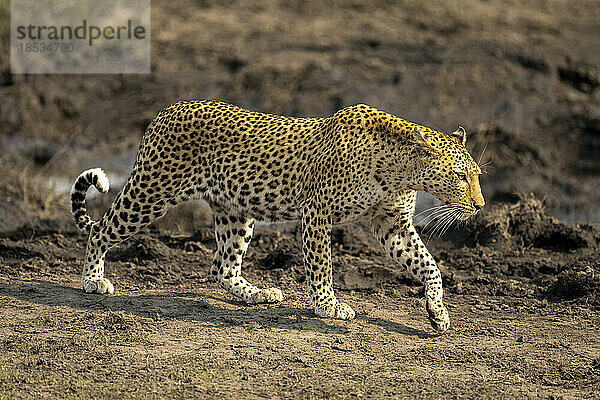 Weiblicher Leopard (Panthera pardus) passiert schlammigen Teich im Sonnenschein im Chobe-Nationalpark; Chobe  Botswana