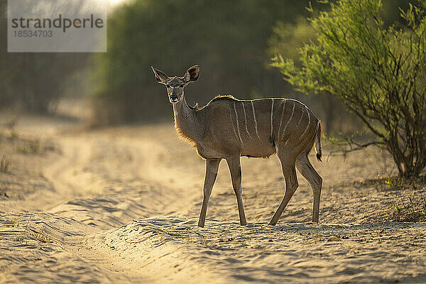 Weiblicher Großer Kudu (Tragelaphus strepsiceros) steht auf einer sandigen Piste im Chobe-Nationalpark; Chobe  Botswana