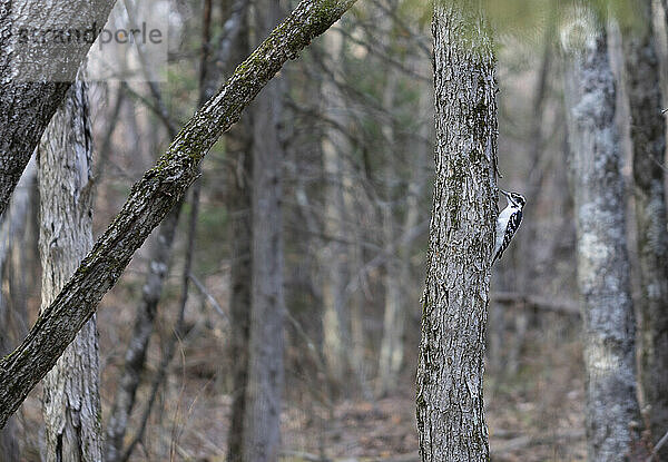 Daunenspecht (Dryobates pubescens) auf einem Baumstamm in einem Wald; Ottawa Valley  Ontario  Kanada