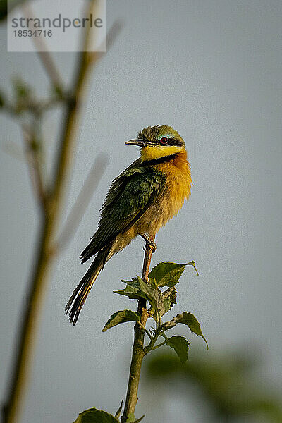 Kleiner Bienenfresser (Merops pusillus) beobachtet die Kamera von einem dünnen Ast im Chobe-Nationalpark; Chobe  Botsuana