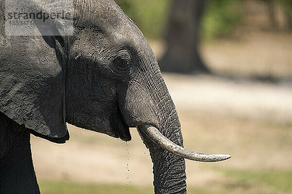 Nahaufnahme eines afrikanischen Buschelefanten (Loxodonta africana) beim Wassertrinken im Chobe-Nationalpark; Chobe  Botsuana