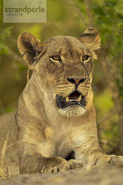 Nahaufnahme einer Löwin (Panthera leo)  die mit offenem Maul im Chobe-Nationalpark liegt; Chobe  Botswana