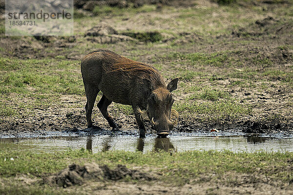Weibliches Warzenschwein (Phacochoerus africanus) trinkt an einem Wasserloch im Chobe-Nationalpark; Chobe  Botsuana