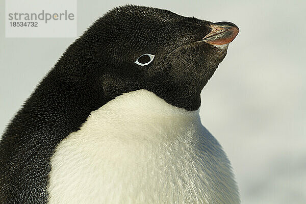 Nahaufnahme eines Adeliepinguins (Pygoscelis adeliae); Antarktis