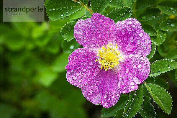 Nahaufnahme einer Wildrose (Rosa acicularis) mit Wassertropfen; Calgary  Alberta  Kanada