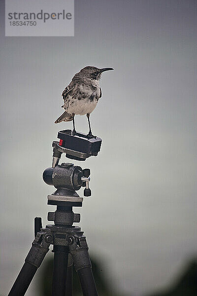 Kleiner Vogel  der auf dem Stativ des Fotografen steht; Insel Espanola  Galapagos-Inseln  Ecuador