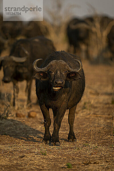 Weiblicher Kaffernbüffel (Syncerus caffer) steht kauend vor der Kamera im Chobe-Nationalpark; Chobe  Botswana