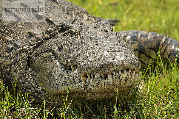 Nahaufnahme eines Nilkrokodils (Crocodylus niloticus)  das im Chobe-Nationalpark im Gras liegt; Chobe  Botswana