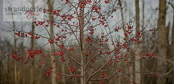 Nahaufnahme eines blattlosen Baumes mit roten Beeren in einem Forset; Ottawa Valley  Ontario  Kanada