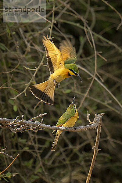 Kleiner Bienenfresser (Merops pusillus) fliegt zur Fütterung eines anderen im Chobe-Nationalpark ab; Chobe  Botsuana