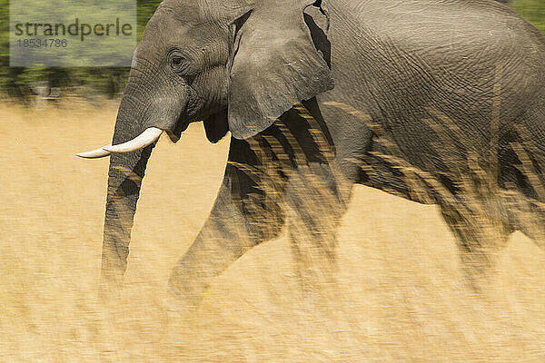 Afrikanischer Elefant (Loxodonta africana) beim Spaziergang im hohen Gras im Selinda-Reservat; Selinda-Reservat  Botsuana