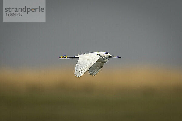 Seidenreiher (Egretta garzetta) fliegt mit gesenkten Flügeln über die Flussaue im Chobe-Nationalpark; Chobe  Botsuana