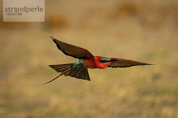 Südlicher Karminbienenfresser (Merops nubicoides) fliegt mit ausgebreiteten Flügeln im Chobe-Nationalpark; Chobe  Botsuana