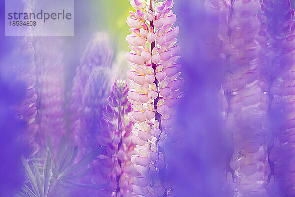 Makroaufnahme einer blühenden Lupine (Lupinus) mit langem Objektiv; Südinsel  Neuseeland