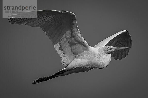 Monochromer Silberreiher (Ardea alba) hebt in der Morgendämmerung im Chobe-Nationalpark die Flügel; Chobe  Botsuana