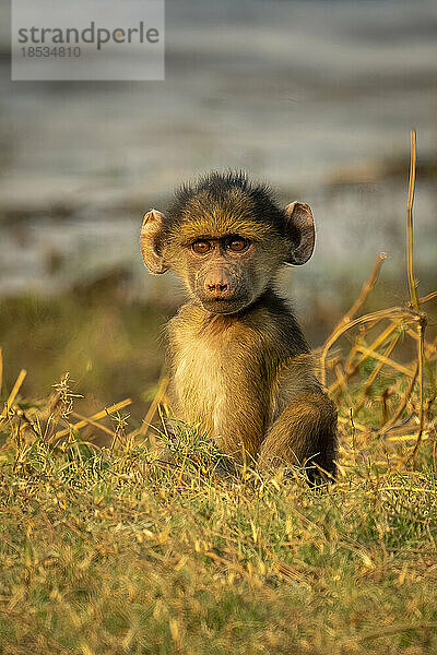 Chacma-Pavianbaby (Papio ursinus) sitzt am grasbewachsenen Flussufer im Chobe-Nationalpark; Chobe  Botsuana