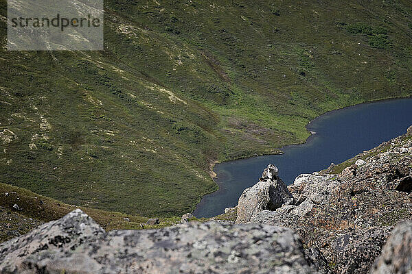 Ein Murmeltier (Marmota) sitzt auf einem Felsblock an einem felsigen Berghang in den Chugach Mountains mit Blick auf die grasbewachsenen Ufer des Eagle River im Chugach State Park; Anchorage  Alaska  Vereinigte Staaten von Amerika