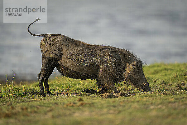 Weibliches Gewöhnliches Warzenschwein (Phacochoerus africanus) kniet zum Grasfressen im Chobe-Nationalpark; Chobe  Botsuana