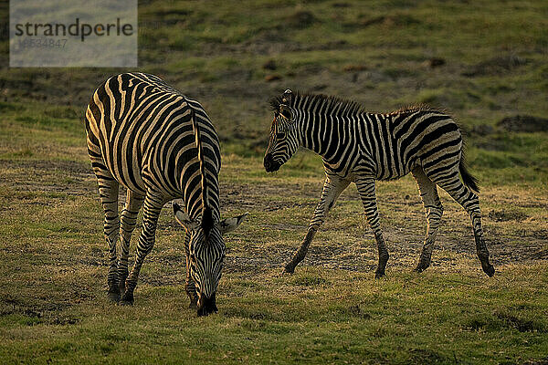 Steppenzebra (Equus quagga) grasend mit Fohlen im Chobe-Nationalpark; Chobe  Botsuana