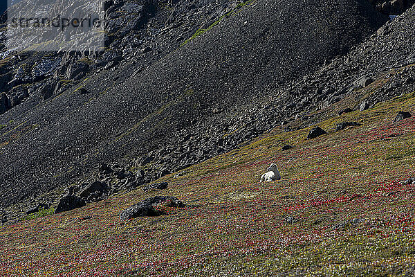 Ein Dallschaf (Ovis dalli) liegt an einem herbstlich gefärbten Berghang und genießt die Aussicht auf die Chugach Mountains im Chugach State Park; Anchorage  Alaska  Vereinigte Staaten von Amerika