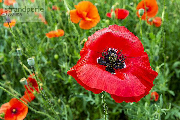 Nahaufnahme eines roten Mohns (Papaver rhoeas); Calgary  Alberta  Kanada