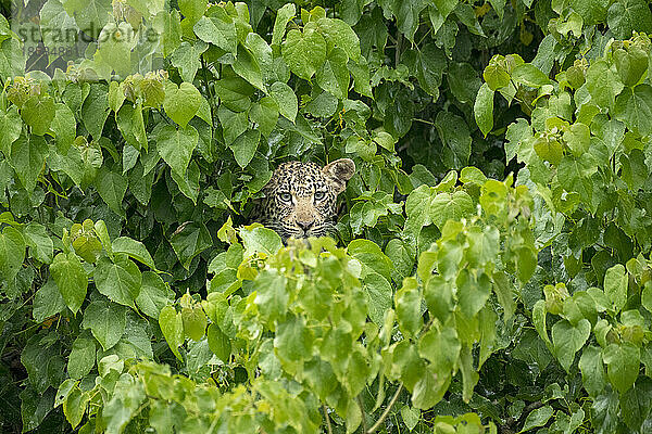 Junger Leopard (Panthera pardus) versteckt sich in einem Baum; Okavango-Delta  Botswana