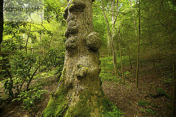 Knorriger Stamm einer Tulpenpappel (Liriodendron tulipifera) in einem Wald im Great Smoky Mountains National Park  Tennessee  USA; Tennessee  Vereinigte Staaten von Amerika