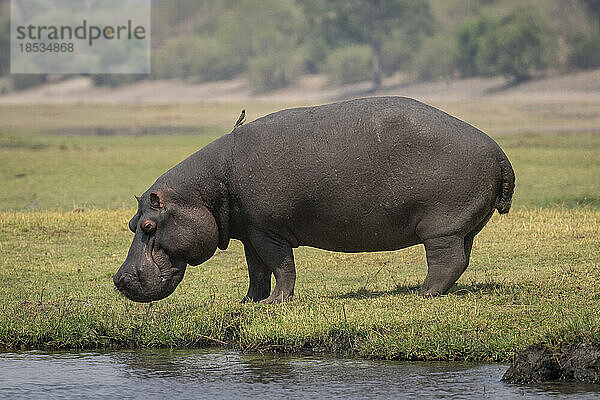 Nilpferd (Hippopotamus amphibius) steht auf einer grasbewachsenen Aue am Flussufer mit einem Vogel auf dem Rücken im Chobe-Nationalpark; Chobe  Botwana