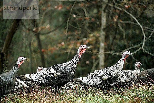 Herde wilder Truthähne (Meleagris gallopavo) im Great Smoky Mountains National Park; Tennessee  Vereinigte Staaten von Amerika