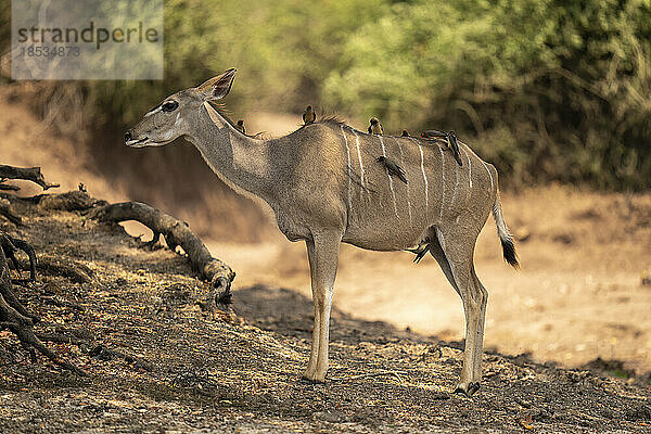 Weiblicher Großer Kudu (Tragelaphus strepsiceros) steht bedeckt mit Madenhacker (Buphagus sp.) im Chobe-Nationalpark; Chobe  Botswana