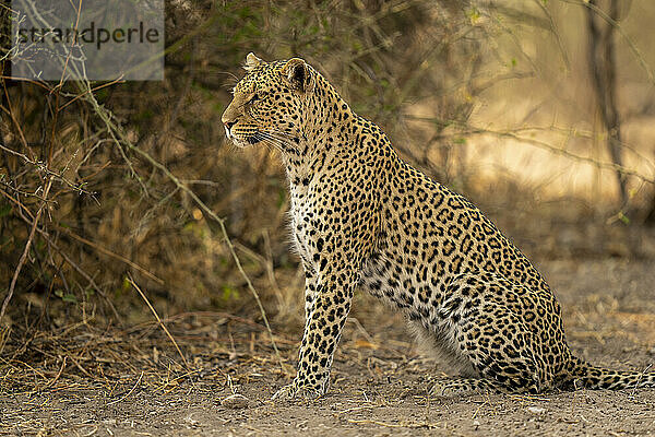 Weiblicher Leopard (Panthera pardus) sitzt auf Sand in der Nähe von Busch im Chobe-Nationalpark; Chobe  Botswana