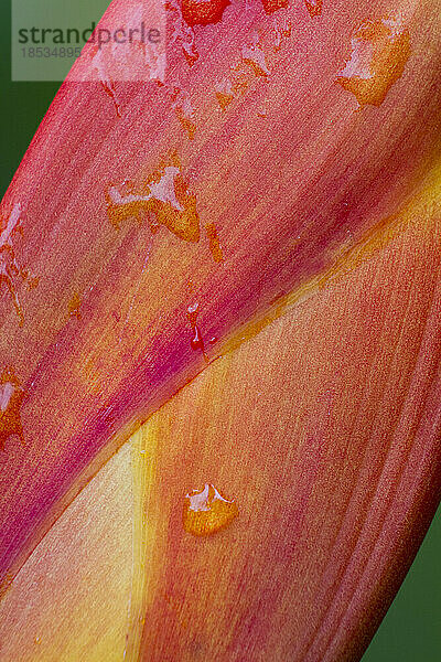 Extreme Nahaufnahme von Wassertropfen auf einer Heliconia-Pflanze in einem botanischen Garten in Golfo Dulce; Costa Rica