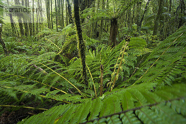 Silberbaumfarn (Alsophila dealbata oder Cyathea dealbata)  Ponga in Maouri  eine Art des mittelgroßen Baumfarns  endemisch in Neuseeland; Neuseeland