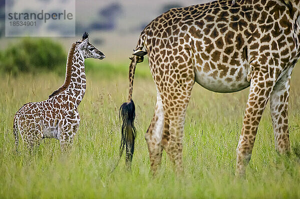 Junge Giraffe (Giraffa camelopardalis) folgt ihrer Mutter  die Ochsenspechte (Buphagus sp.) am Schwanz hat  im Maasai Mara Wildreservat; Kenia